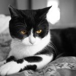 Cat lies on the bed in the bedroom