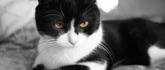 Cat lies on the bed in the bedroom