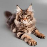 Maine Coon cat