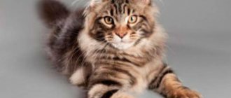 Maine Coon cat