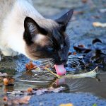 the cat drinks a lot of water what does this mean