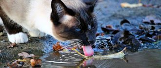 the cat drinks a lot of water what does this mean