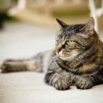 Cat on the carpet