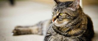 Cat on the carpet