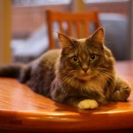 cat on the table