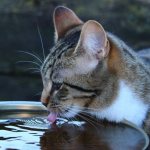 The cat drinks water