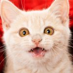 The cat shows its tongue - reasons, is it a disease?