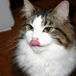 cat shows tongue