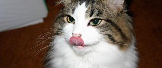 cat shows tongue