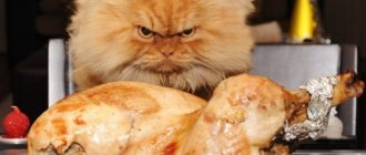 The cat looks angrily at the chicken