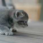 The kitten is walking