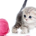 kitten and ball of thread