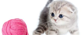 kitten and ball of thread