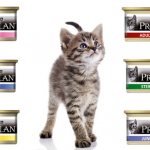 Kitten and canned food