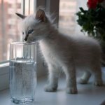 Kitten and glass