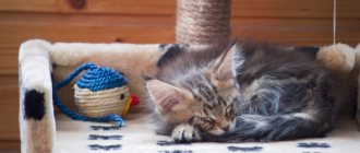 Maine Coon kitten in a house