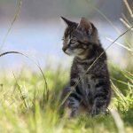 Kitten in nature