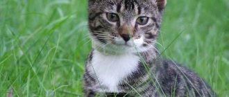 Kitten on a walk