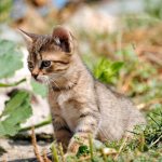 Kitten on a walk