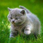 Kitten on the grass