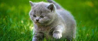 Kitten on the grass