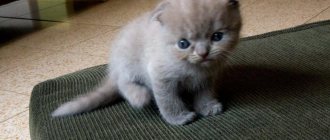 Scottish fold kitten