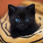 Kitten sitting on a blanket