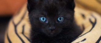 Kitten sitting on a blanket