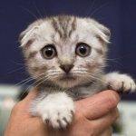 Scottish fold kitten