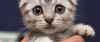 Scottish fold kitten