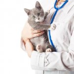 Kitten at the vet