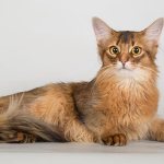 Somali cats