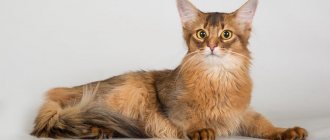 Somali cats