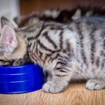 Kittens eat food