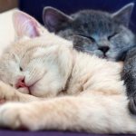 kittens hugging