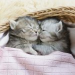 kittens