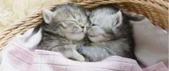 kittens