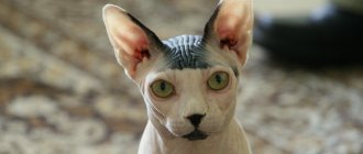 Beautiful color of the Canadian Sphynx photo.jpg