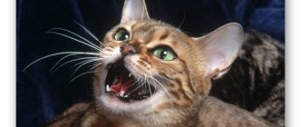 Screaming cat