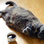 Criteria for normal weight of cats and kittens