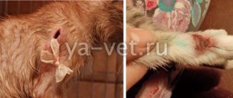 treatment of purulent wounds in cats