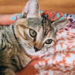 treatment of heart attack in cats