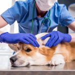 Treatment of otodectosis in dogs