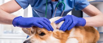 Treatment of otodectosis in dogs