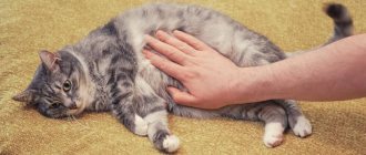 Treatment of liver failure in cats