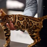 леопардовая кошка