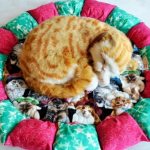 DIY cat bed: 11 simple ideas