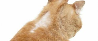 Ringworm in a domestic cat