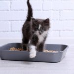 Best cat litter | TOP 12 Rating Reviews 