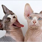 Hairless cats